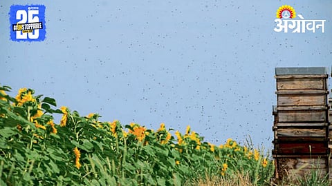 Sunflower Variety 