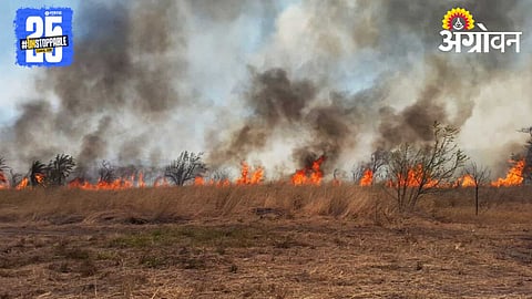Fodder Crisis Due To Forest Fire 