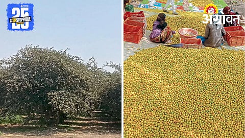 Fruit Farming 