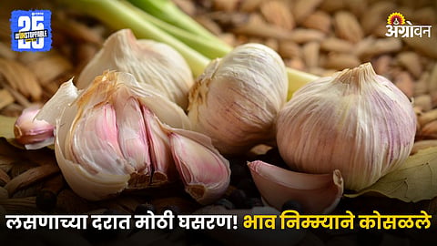 Garlic