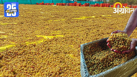 Raisin Production 