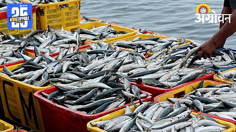 Fishery Business 