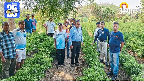 Chili Farming 