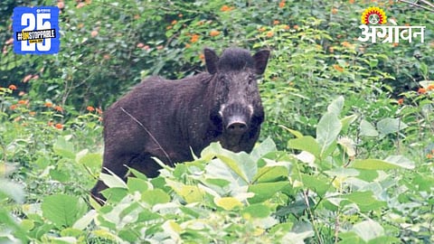 Wild Boar Attack 