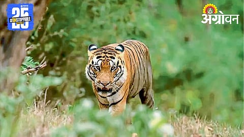 Tiger Sighting 