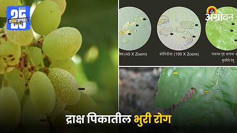 Grape Disease