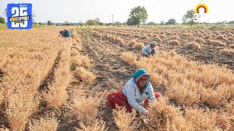 Chana Harvesting 
