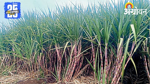 Sugarcane Farming 