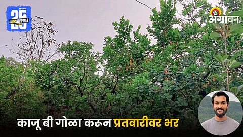 Cashew Farming