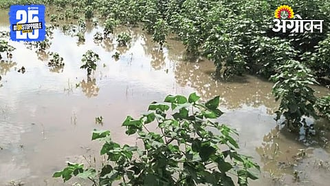 Heavy Rainfall Crop Loss 