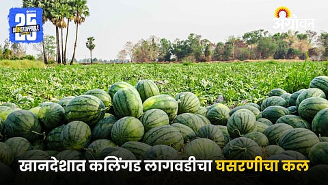 Watermelon Cultivation