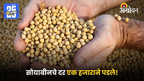 Soybean