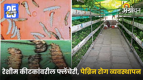 Silk Farming