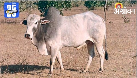 Gavlau Cattle 