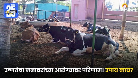Animal Health