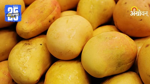 Mango Export