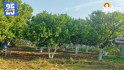 Ornage Farming 