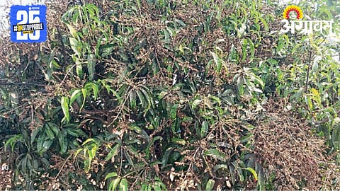 Mango Blossonm
