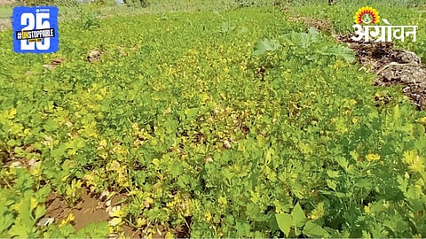 Crop Damage 