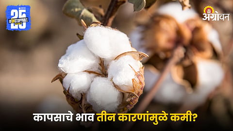 Cotton