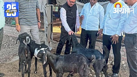 Goat Market