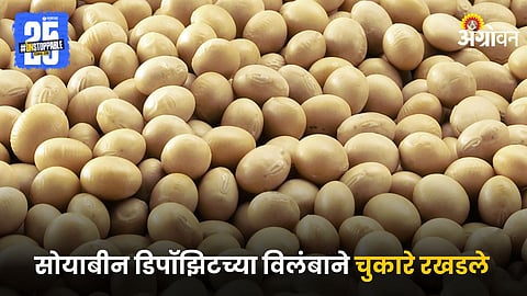 Soybean