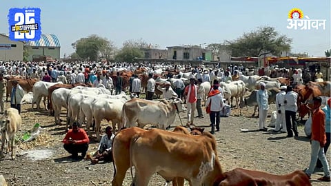 Livestock Market 