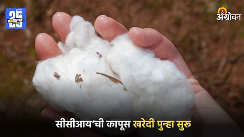 Cotton