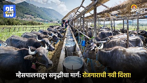 Buffalo Farming