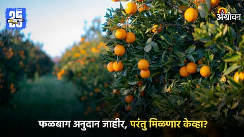 Fruit Orchard Subsidy