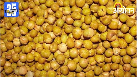 Yellow Peas Import 