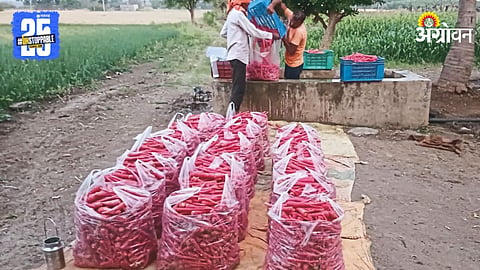 Carrot Market Rate 