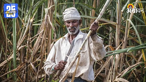 Sugarcane Harvesting 