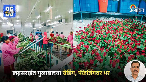 Flower Farming