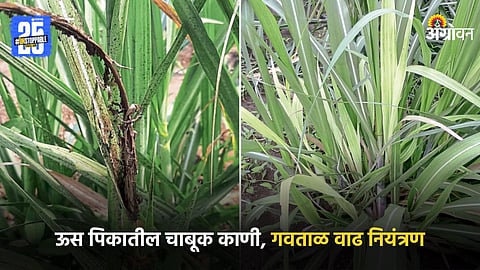 Sugarcane Crop