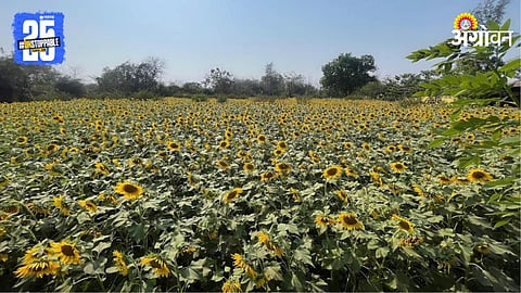 Sunflower Cultivation 