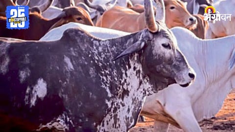 Livestock Census 