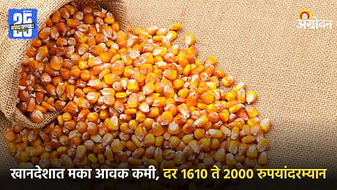 Maize