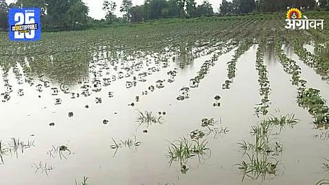 Crop Damage 