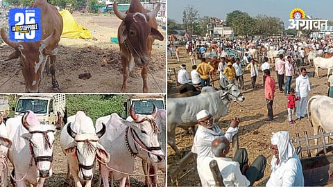 Indigenous Cow 