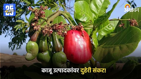 Kaju Tree