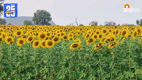 Sunflower Farming 