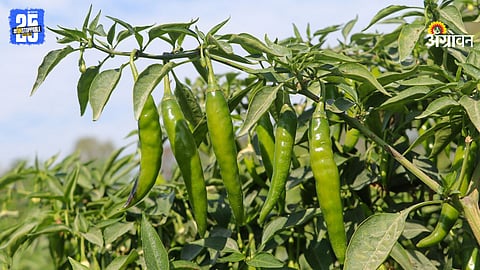 Chilli Production