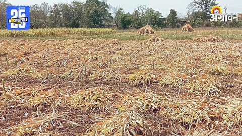Fodder Scarcity 