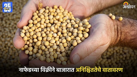 Soybean