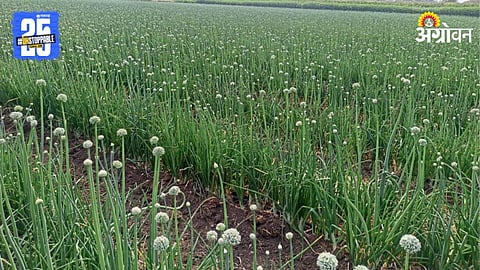 Onion Cultivation 