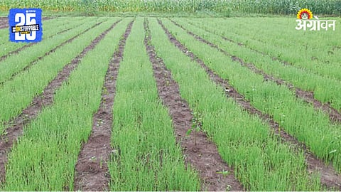 Onion Cultivation 