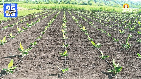 Banana Cultivation 