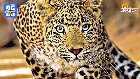 Leopard Terror in Chakan Rising Leopard Sightings in Industrial Area