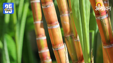 Sugarcane Cultivation 